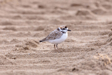 Plovers are members of a widely distributed group of wading birds