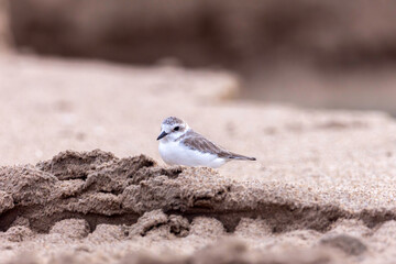 Plovers are members of a widely distributed group of wading birds