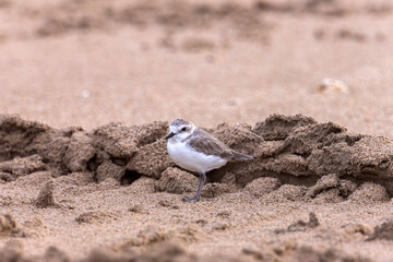 Plovers are members of a widely distributed group of wading birds