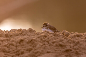 Plovers are members of a widely distributed group of wading birds