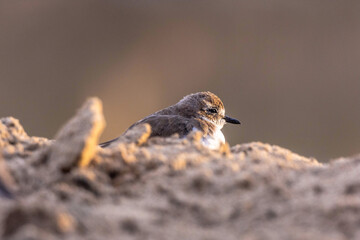 Plovers are members of a widely distributed group of wading birds