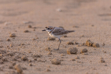 Plovers are members of a widely distributed group of wading birds
