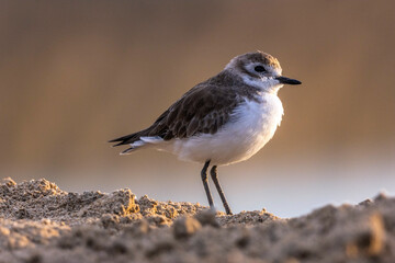 Plovers are members of a widely distributed group of wading birds