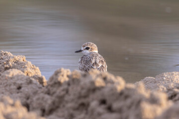 Plovers are members of a widely distributed group of wading birds