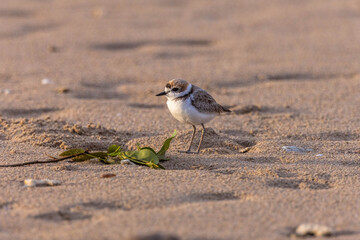 Plovers are members of a widely distributed group of wading birds