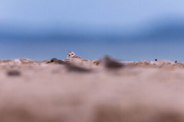 Plovers are members of a widely distributed group of wading birds