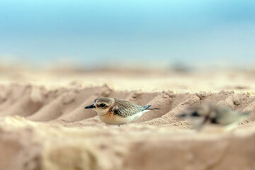 Plovers are members of a widely distributed group of wading birds