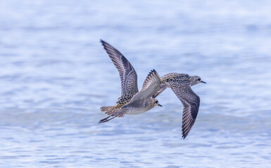 Plovers are members of a widely distributed group of wading birds