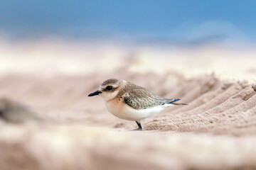 Plovers are members of a widely distributed group of wading birds