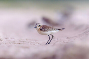 Plovers are members of a widely distributed group of wading birds