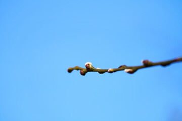 Allergy season begins with blooming catkins