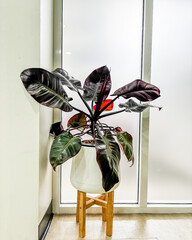 Minimalist Plant Corner Interior White Background
