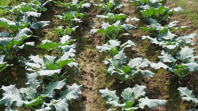 field of collard greens or a type of cabbage or broccoli