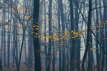 misty autumn forest in the morning 
