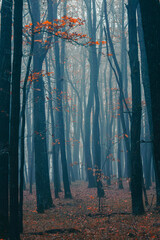 misty autumn forest in the morning 