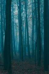 misty autumn forest in the morning 
