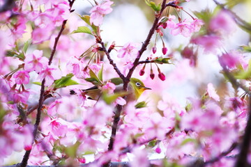 桜の枝にとまるメジロ