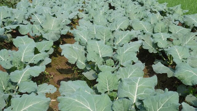 field of collard greens plants