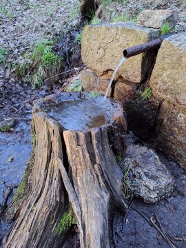 old tree stumb