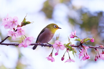 桜の枝にとまるメジロ