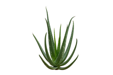 Fototapeta premium Aloe vera plant on transparent background