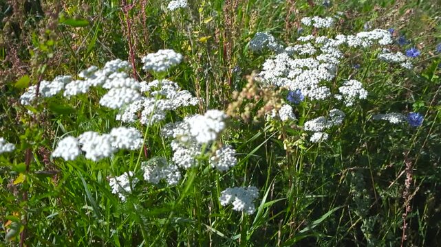 Static low angle of blooming clusters of white yarrow flowers in closeup focus. Insect nectars among wild blossoms, stems sway gently in summer breeze. Farm meadow in shallow depth of field backdrop