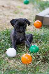Mops Welpe im Garten mit bunten B&auml;llen