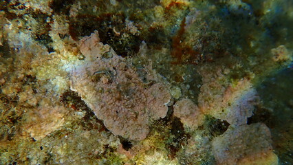 Coraline crust algae or paint weed (Lithophyllum incrustans) undersea, Ligurian Sea, Italy, Imperia
