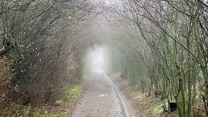 MossCovered Trees Lining Narrow Path Into Pale Fog, Damp Leaf Litter On Trail, Dense Vertical Trunks Forming Natural Corridor, Soft Diffuse Light And Muted Green. Shot taken on mobile device