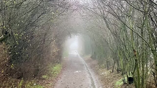 MossCovered Trees Lining Narrow Path Into Pale Fog, Damp Leaf Litter On Trail, Dense Vertical Trunks Forming Natural Corridor, Soft Diffuse Light And Muted Green. Shot taken on mobile device