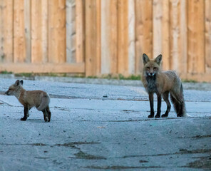 Urban Foxes