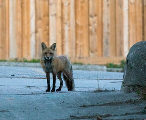 Urban Foxes