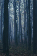misty autumn forest in the morning	