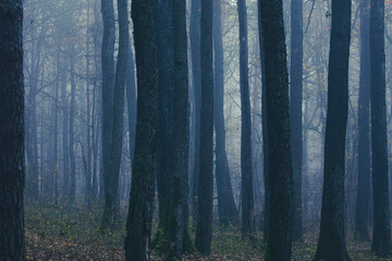 misty autumn forest in the morning	