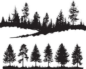 Fototapeta premium Pine trees silhouettes