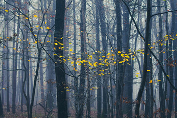 misty autumn forest in the morning	