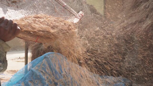 traditional method used by farmers to separate rice grain from the inedible chaff and husk