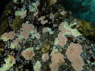 Coraline crust algae or paint weed (Lithophyllum incrustans) undersea, Ligurian Sea, Italy, Imperia