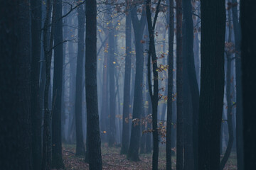 misty autumn forest in the morning	