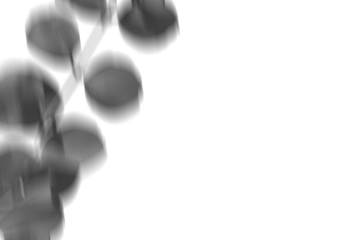 This design features a transparent shadow of eucalyptus leaves, creating a unique overlay effect for various visual projects. It enhances backgrounds in simple ways