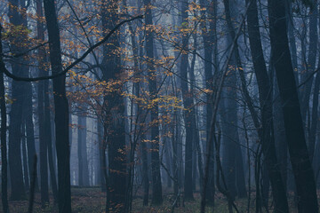 misty autumn forest in the morning	
