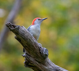 Red-Bellied Woodpecker