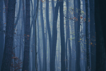 misty autumn forest in the morning