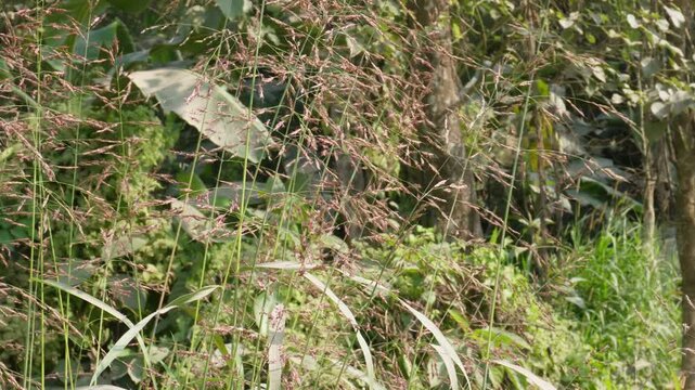 Field of Johnson grass also known Sorghum halepense