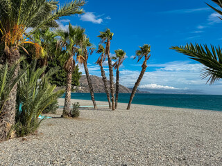 Four scenic palm trees sway gently on the grey pebble stones of Playa Calabajío near the turquoise Alboran Sea, framed by lush green fronds under a bright blue sky in sunny Almuñécar, Spain.