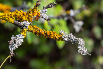 Orange lichen, yellow scale, maritime sunburst lichen or shore lichen Xanthoria parietina is a foliose or leafy lichen. Intensive color of structures on twigs of a tree
