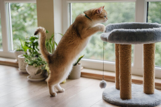 The cat jumps on the scratching post. Bright room with indoor plants. Pedigree cat. British cat golden chinchilla. Cryptorg castrated according to the veterinarian's indication.