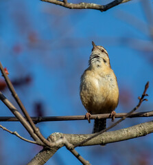 Carolina Wren