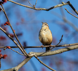 Carolina Wren
