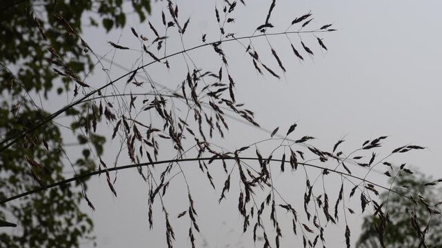 seed heads of Johnson grass 